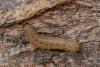 Noctua sp.